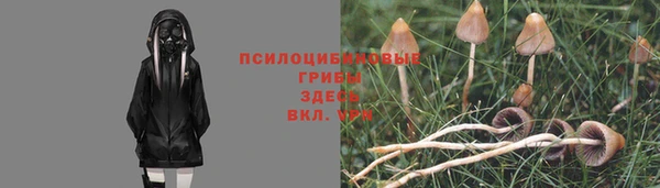 сатива Каменка