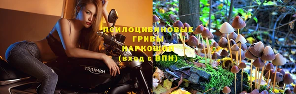 ПСИЛОЦИБИНОВЫЕ ГРИБЫ Каменногорск